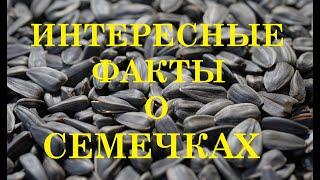 Семечки - польза, вред и интересные факты