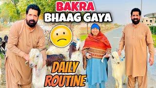 Bakra Bhaag Gaya  | Daily Routine Of BaBa G  | BaBa Food RRC Vlogs