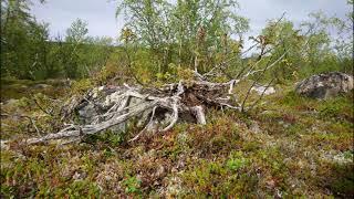 Common Juniper Nana in nature #Juniper #Nature #Deadwood #Dog