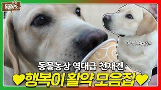 [SUB] 호야를 뛰어넘는 천재견 등장?! 물건 230개를 구분하는 ‘천재견 행복이’ 활약 모음 #TV동물농장 #AnimalFarm #SBSstory