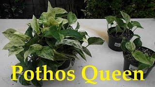 Marble Queen Pothos: A beautiful houseplant that looks like a living water color painting.