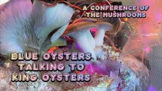 Five Minutes Of Blue Oyster Mushrooms Talking With King Oyster Mushrooms : The Magic Of Mycology