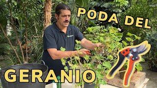 PODAR GERANIOS  ️​ Mariposa del geranio ​‍​ Jardinatis