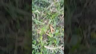 #ankit #mauryacreation #maurya #photography #editing #viral #video