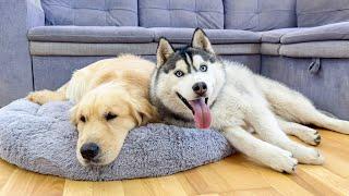 Clingy Husky Never Leaves His Golden Retriever's Side [CUTEST REACTION EVER!!]