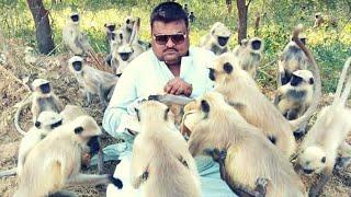 The Monkeys Man, Ahmedabad Animal Lover Given Apple to Monkeys(Langoors)