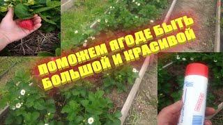 Очень важная обработка клубники весной для качественной ягоды.Садоводам рекомендую!!!