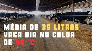 COMEÇAMOS COM 2 VACAS E HOJE TEMOS 400 VACAS EM ORDENHA COM MÉDIA DE 39 LITROS NO VERÃO