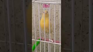 طائر الكناري.صوت الكناري.canario canto.canary song.chant canari.pájaros.تربية الكناري.تزاوج الكناري@