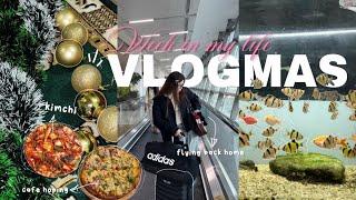 Life in India|christmas spirit️kimchi| flying back home