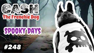 French Bulldog daily walking CASH ARCHIVALDO spooky days Halloween #248