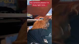 When Your Cat Doesn't Want To Be Filmed