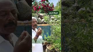 #1st on Youtube மிக அரியவகை லில்லி பில்லி பழ செடி! Greenland Nursery Unveils First Lilly Pilly