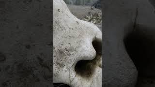 Skyrim 2023 Remake - 2023 Ultra Next Gen Graphics!  - A Beautiful Detailed Skull..  #skyrim2023