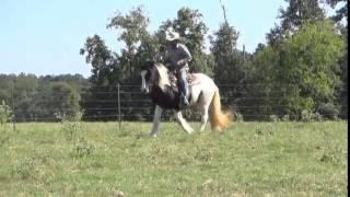 Gypsy Mare Bandera Mead Being Ridden By Mike Mallette