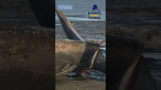 Fin whale found washed up on beach near Coastal Trail #alaskasnewssource #news