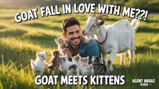 The goat fell in love with me | Goat fell in love with me | Kitten Met Goat | Agent Abbas Vlogs