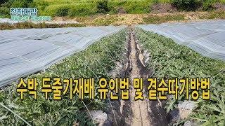 수박 두줄기재배 줄기유인법 및 곁순따기 제거 방법 [시골농부 천하대감]