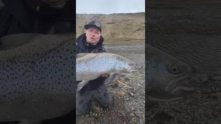Ogromna Troć ponad 10 kg @SavageGear 