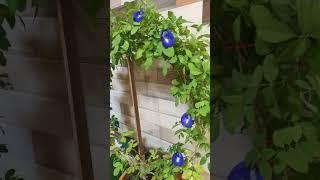 Beautiful aparajita plant #aparajita #blueflowers #decorationideas #viralshorts