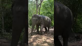 Asian elephant conservation _ Elephant Protection | A Story of Hope and Redemption