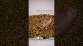 10 000 Mealworms vs. COWS TONGUE
