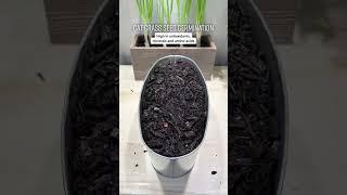 How to Grow Cat Grass from Seed