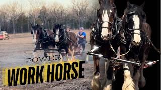 Big Horses, Big Milestone: Draft Team Clears Land for Our Tiny Homestead