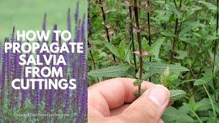 How to Propagate SALVIA, Deadhead Salvia (Salvia nemorosa), and Prune Salvia