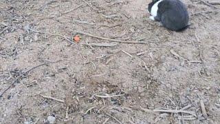 Rabbit rescue saving dumped bunnies throughout Vegas Valley