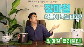 장마철 식물관리 딱2가지만 기억하자!(+꿀팁)