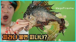 50만원짜리 메가피라냐. 멸종된 고대 생물 | 히히튜브