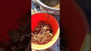 Размножение ежевики весной! Натчез! #ежевика #малина #сад #огород