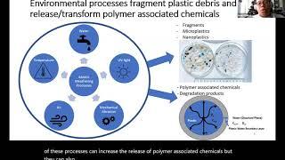 Potential Endocrine Disrupting Effects of Microplastics in Human Placenta and Aquatic Life