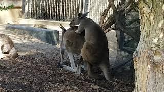 The making of baby kangaroos