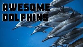 Awesome Dolphin Footage in Oahu