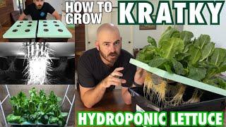 How to Grow Kratky Hydroponic Lettuce Cheap & Easy