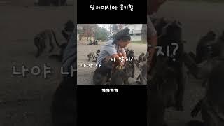 [ 말레이시아 1분여행 ] 야생 원숭이들이 떼로...