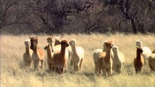 Alpaca Ranch