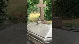 Squirrel  #fortnite #shorts