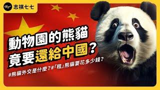 The Price of Panda Diplomacy: What It Costs to 'Rent' from China and Why They Return｜shasha77