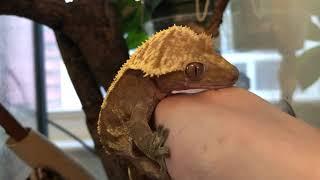 Male crested gecko mating call and "love biting," now with tail twitching action!