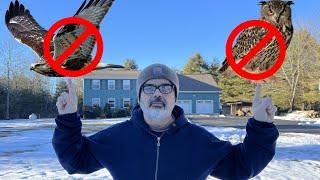 Hawk Attacks My Rooster. How to stop Hawks and  Owls from messing with your chicken flock