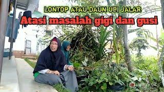 PUNYA MASALAH GIGI DAN GUSI ? 4T4SI DENGAN D4UN UBI JALAR/LONTOP