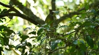 Green Catbird Call #birds #birdsounds