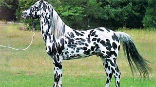 10 Beautifully Colored Rare Horse Breeds