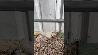 DIY Fence Hack! #azhomes #diy #home #homeinspection #realestate #muffler #fence