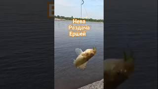 #рыбалка #клюет #рыба #царская#2025 #ёрш #fish #fishing #