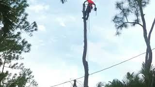 Sloooow motion tree topping!