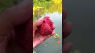 Wow.What a magical red bait and perfect fishing hit for carp.Wait for the result.#redbait